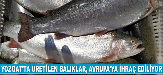 Yozgat’ta üretilen balıklar, Avrupa ülkelerine ihraç ediliyor
