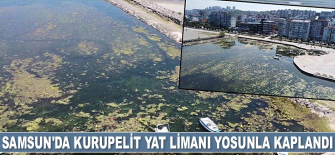 Samsun'da Kurupelit Yat Limanı yosunla kaplandı