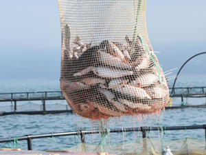 Sinop’tan 80 milyon dolarlık balık ihracatı yapılması planlanıyor