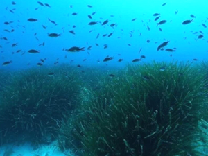 Okyanus tabanında 'şeker dağları' keşfedildi