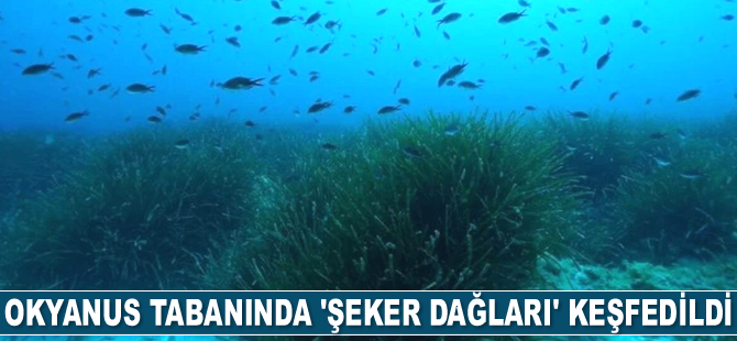 Okyanus tabanında 'şeker dağları' keşfedildi