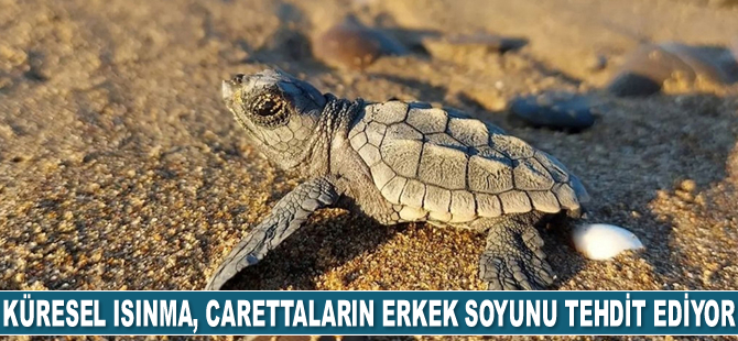Küresel ısınma, caretta carettaların erkek soyunu tehdit ediyor