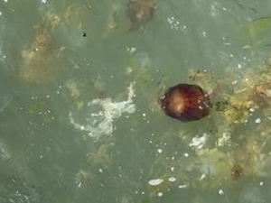 Gemlik kıyılarında zehirli denizanaları görüldü