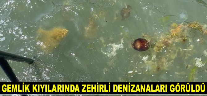 Gemlik kıyılarında zehirli denizanaları görüldü