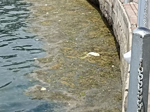 İzmit Körfezi’nde müsilaj yeniden görüldü