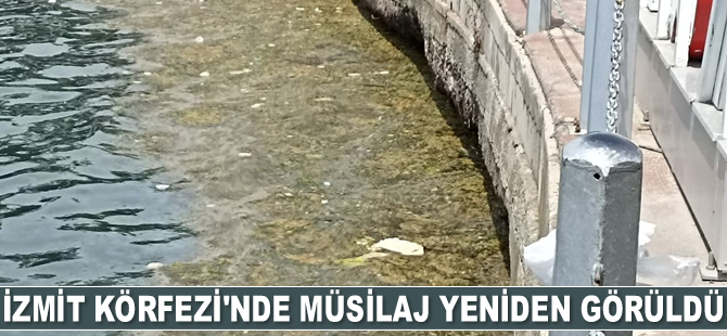 İzmit Körfezi’nde müsilaj yeniden görüldü