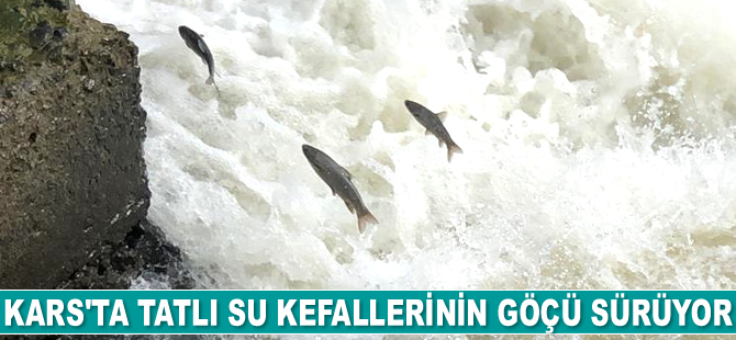 Kars’ta tatlı su kefallerinin göçü sürüyor