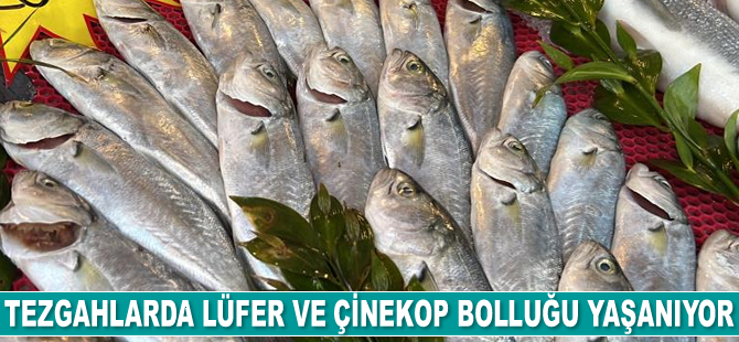 Tezgahlarda lüfer ve çinekop bolluğu yaşanıyor