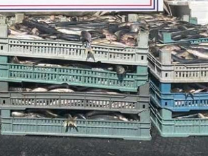 Bitlis’te kaçak avlanmış 2 ton inci kefali ele geçirildi