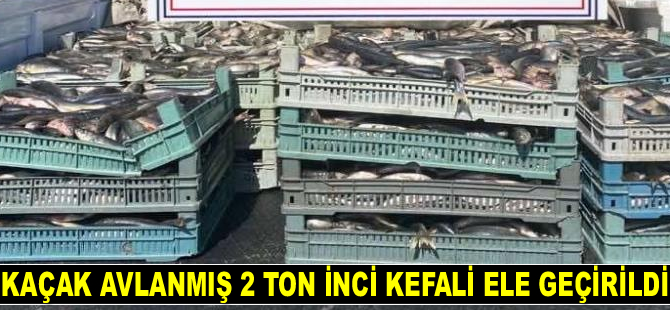 Bitlis’te kaçak avlanmış 2 ton inci kefali ele geçirildi