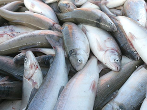 Rusya, Japonya ile balıkçılık anlaşmasını askıya aldı