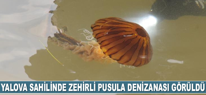 Yalova sahilinde zehirli pusula denizanası görüldü