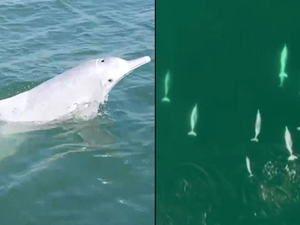 Çin kıyılarında ender rastlanan beyaz yunuslar görüldü