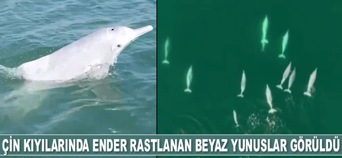 Çin kıyılarında ender rastlanan beyaz yunuslar görüldü