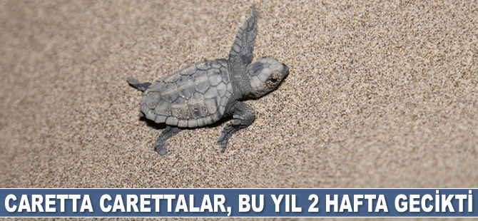 Caretta carettalar, bu yıl 2 hafta gecikti