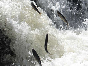 Kaçak avlanma, balık popülasyonunu ciddi anlamda etkiliyor