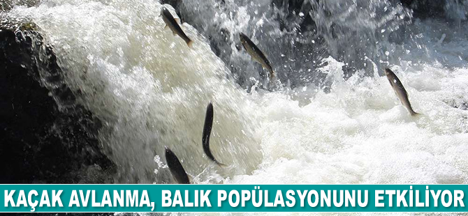 Kaçak avlanma, balık popülasyonunu ciddi anlamda etkiliyor