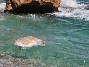 Su sporları araçlarına caretta caretta uyarısı geldi