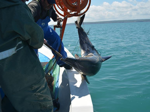Conceta projesiyle yunusların neslinin kurtarılması hedefleniyor