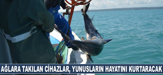 Conceta projesiyle yunusların neslinin kurtarılması hedefleniyor