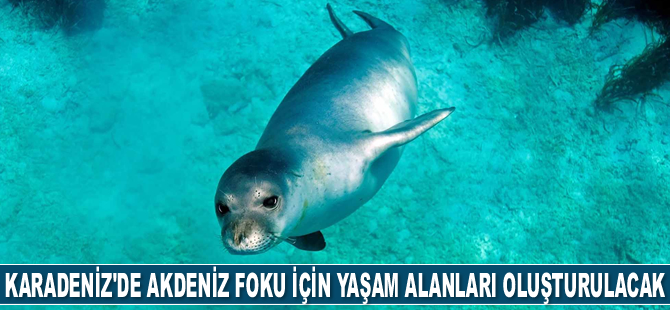 Karadeniz'de Akdeniz foku için yaşam alanları oluşturulacak