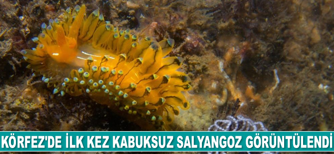 İzmir Körfezi'nde ilk kez kabuksuz deniz salyangozu görüntülendi