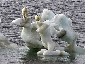 Grönland'da keşfedilmemiş bir kutup ayısı topluluğu bulundu
