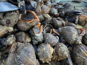 Deniz salyangozunun zehrinden ağrı kesici yapılacak