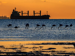 ‘İki Deniz Bir Şehir: Kocaeli ve Deniz Ulusal Fotoğraf Yarışması’nın en iyileri belli oldu