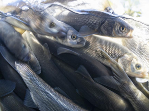 İnci kefalinin dönüş yolculuğu su altında görüntülendi