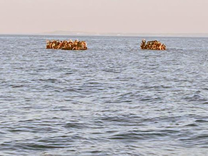 Datça açıklarında 104 düzensiz göçmen kurtarıldı