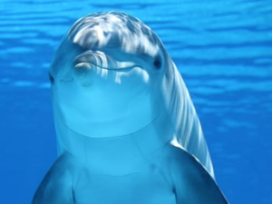 Yunusların birbirini idrarlarının tadından tanıdığı ortaya çıktı