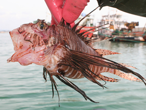 Aslan balığı, ekonomiye can verecek