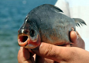 İznik Gölü'nde yine pirana balığı yakalandı