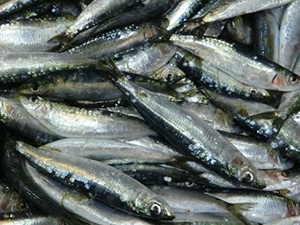 Tezgahlardaki balık fiyatları dudak uçuklatıyor