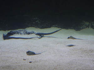 Keçiören’de Deniz Dünyası’nın yeni üyeleri minik vatozlar, ilgi odağı oldu