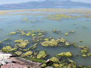 İzmir'de sahil 'deniz marulu' ile yeşile büründü