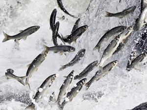 Van’da av yasağı sürecinde 110 ton inci kefali ele geçirildi