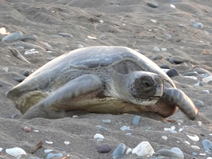 Mersin’de 4 bin caretta caretta yuvası tespit edildi