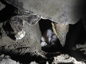 Hatay’da deniz kaplumbağaları yumurtalarını bırakıyor
