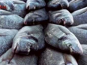 Batı Karadeniz'de palamut bereketi bekleniyor