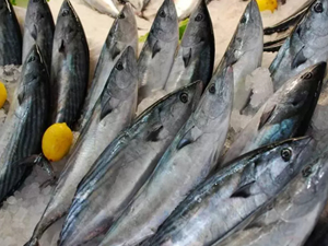Balıkçılar, yeni av sezonunda palamudun bol olmasını bekliyor