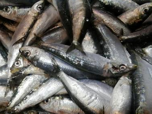 Balıkçı tezgahlarında sardalyanın fiyatı düştü