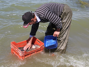 DKMP, barajlarda istilacı balık türüne yönelik denetim çalışması başlattı