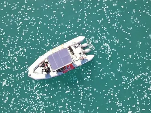 İsrail kıyılarını denizanası sürüsü istila etti