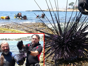 Akdeniz'de dikenli zehirli deniz kestanesi istilası sürüyor
