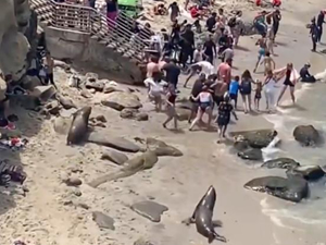 ABD’de plaja çıkan deniz aslanları, turistleri kovaladı