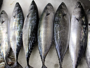 Ergün Kayhan: Halkımız bu sene bol palamut yiyecek