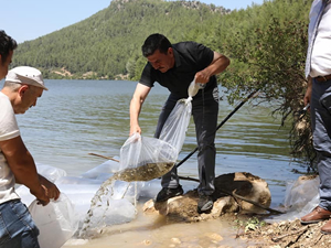 Burdur'da baraj ve göletlere 613 bin 200 yavru sazan balığı bırakılacak