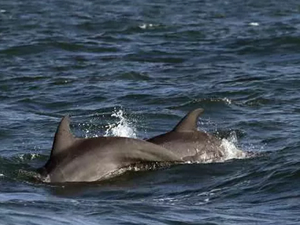 Geleneksel festivalde 100 adet şişeburunlu yunus katledildi